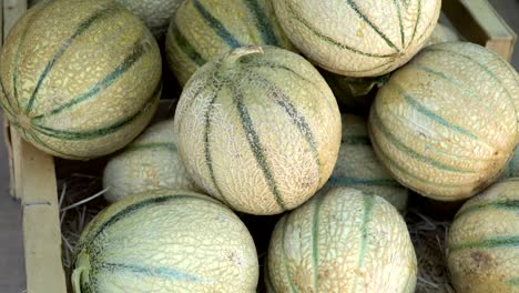 melones maduros y jugosos de la agricultura ecológica en una caja de madera. melones de cultivo ecológico en un puesto de mercado. primer plano sobre un fondo de melones.