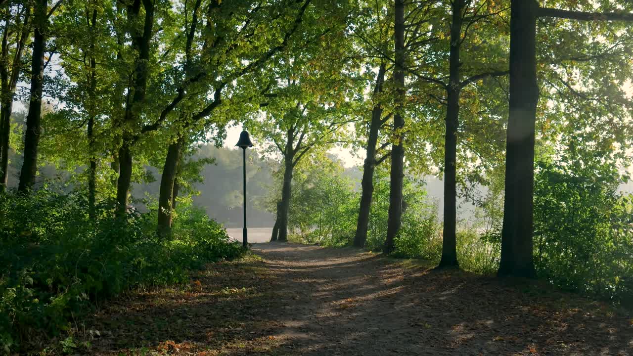A tranquil pathway through a forest with a lake