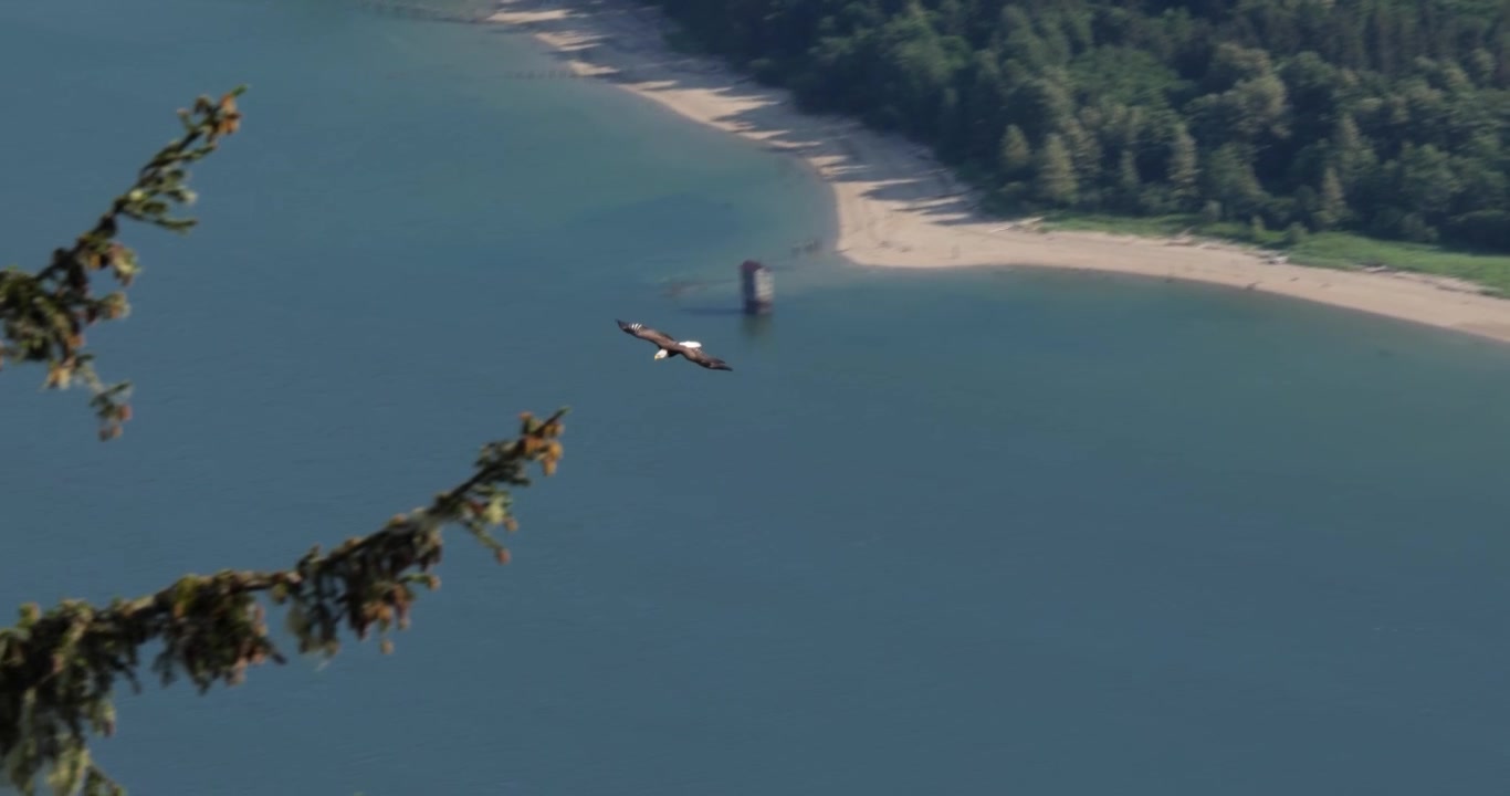 Aquila calva che sorvola la città di Juneau e il Canale di Gastineau, Alaska.
