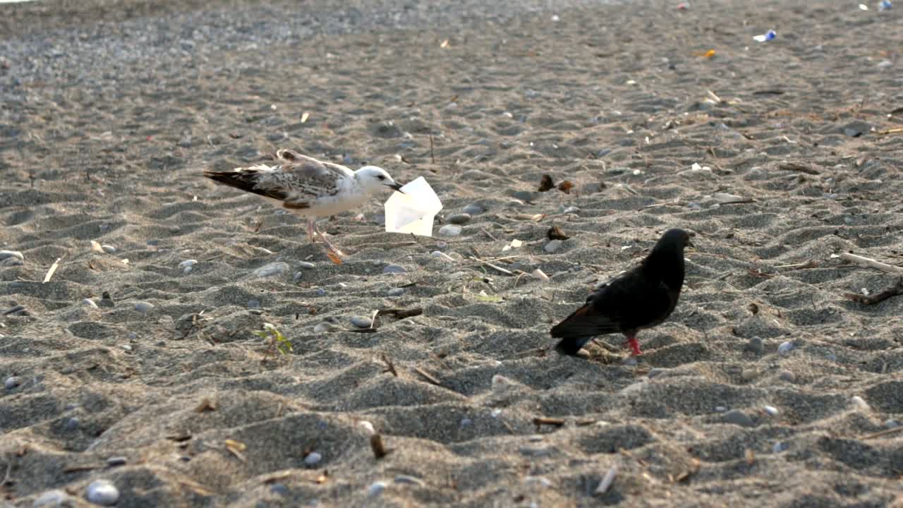 Grey and white seagull, walking on sandy beach, trying to grab a paper napkin with his beak, black pigeon walking along , 4X slow motion 100fps shot