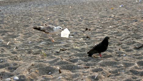grey and white seagull, walking on sandy beach, trying to grab a paper napkin with his beak, black pigeon walking along , 4x slow motion 100fps shot