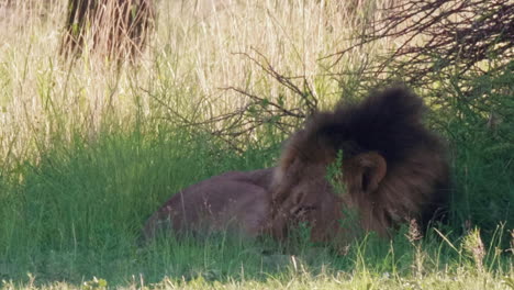 A-Large-Black-Mane-Lion-Resting-Under-The-Shade-Of-A-Bush-In-Nxai-Pan,-Botswana-On-A-Sunny-Day---Wide-Shot
