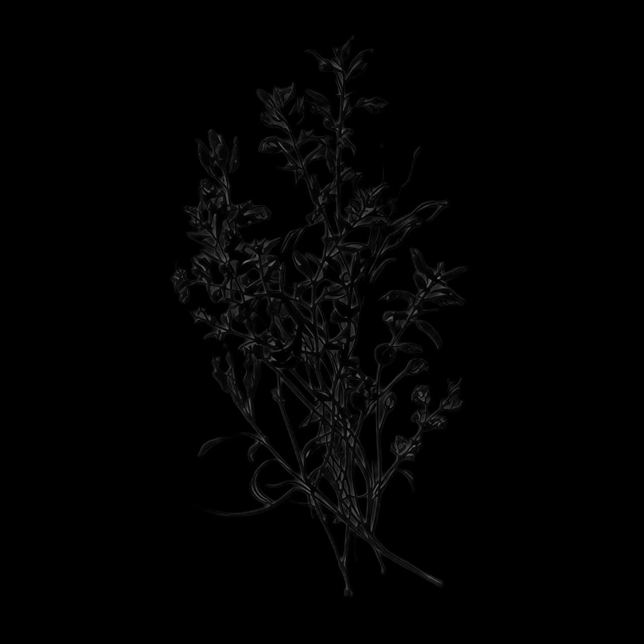 Animación elegante de silueta botánica, recurso aislado, video 4K transparente, canal alfa, ProRes