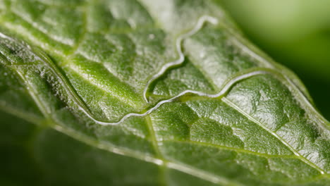 close-up of a leaf with water droplets