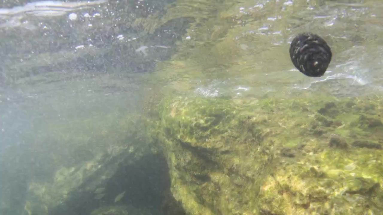 Underwater riverbed showing pebbles covered in green algae and shimmering reflections on the water surface with rising bubbles