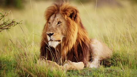 Masai-Mara-Wildlife-of-Male-lion,-Safari-Animal-in-Maasai-Mara-National-Reserve-in-Kenya,-Africa,-Beautiful-Big-Lions-Mane-Portrait-Looking-Around-Alert-in-Savanna-Landscape-Scenery