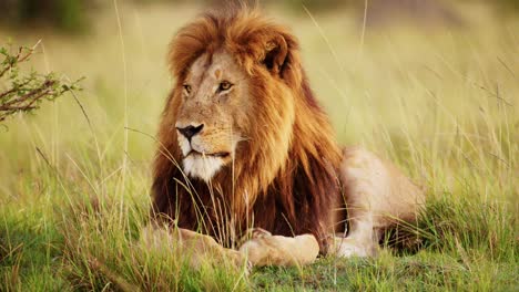 masai mara wildlife of male lion, safari animal in maasai mara national reserve in kenya, africa, beautiful big lions mane portrait looking around alert in savanna landscape scenery