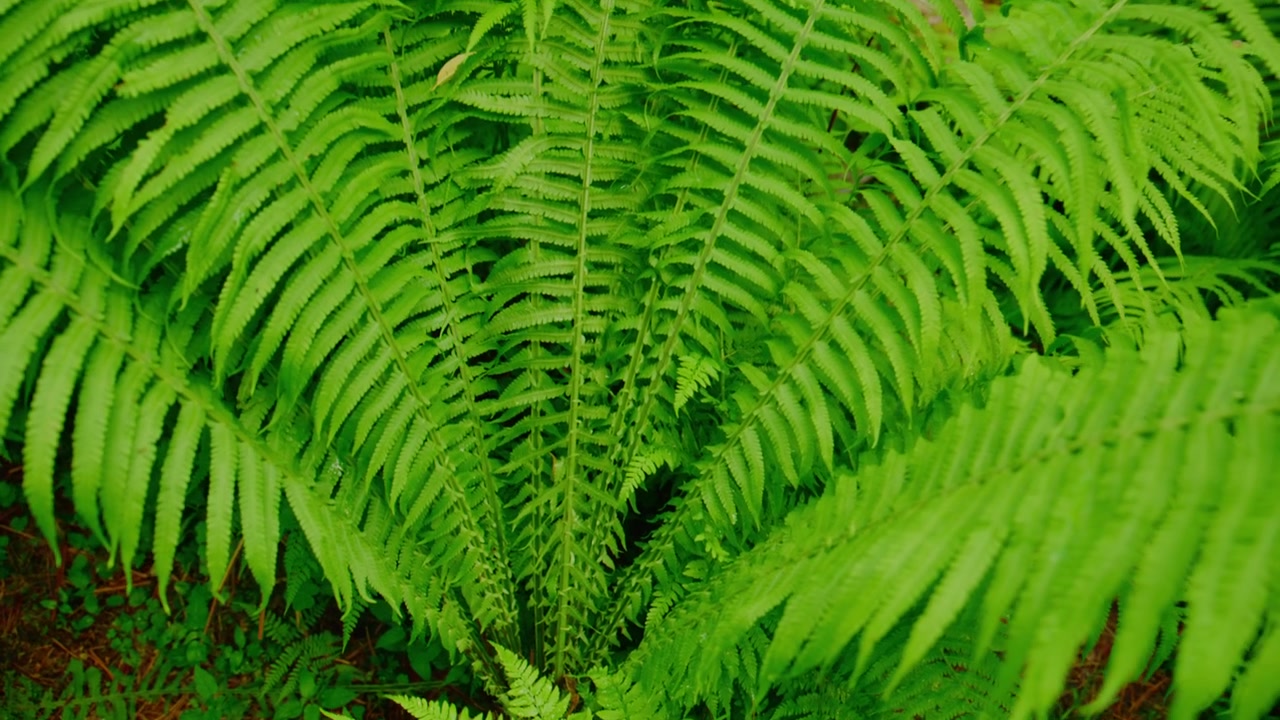 Frondas de helecho de un verde vibrante llenan el encuadre, mostrando intrincados patrones de hojas. Hojas delicadas y plumosas irradian de tallos centrales. Un rico fondo de bosque insinúa un bosque exuberante y húmedo.
