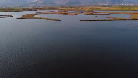 antena de bandada de flamencos volando sobre el lago en humedales