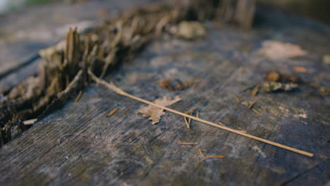 push-in close-up of worn brown tree stub with wood twigs on it