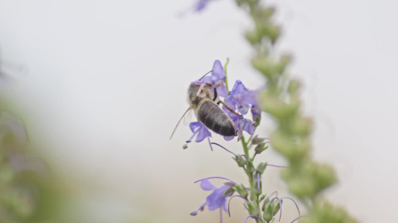 рабочая медоносная пчела собирает нектар из маленьких цветов лаванды, а затем взлетает