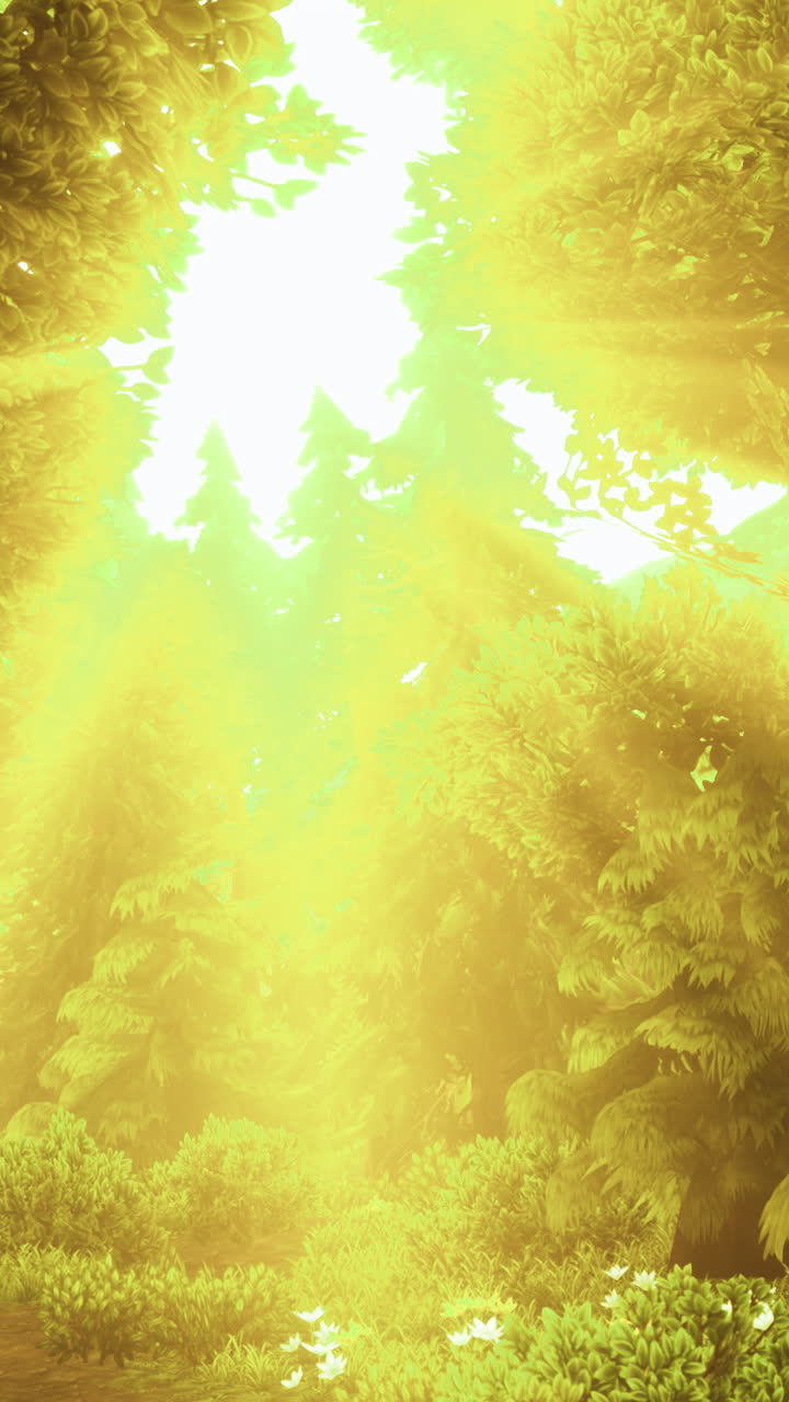 Creating a magical auramorning light filters through towering trees