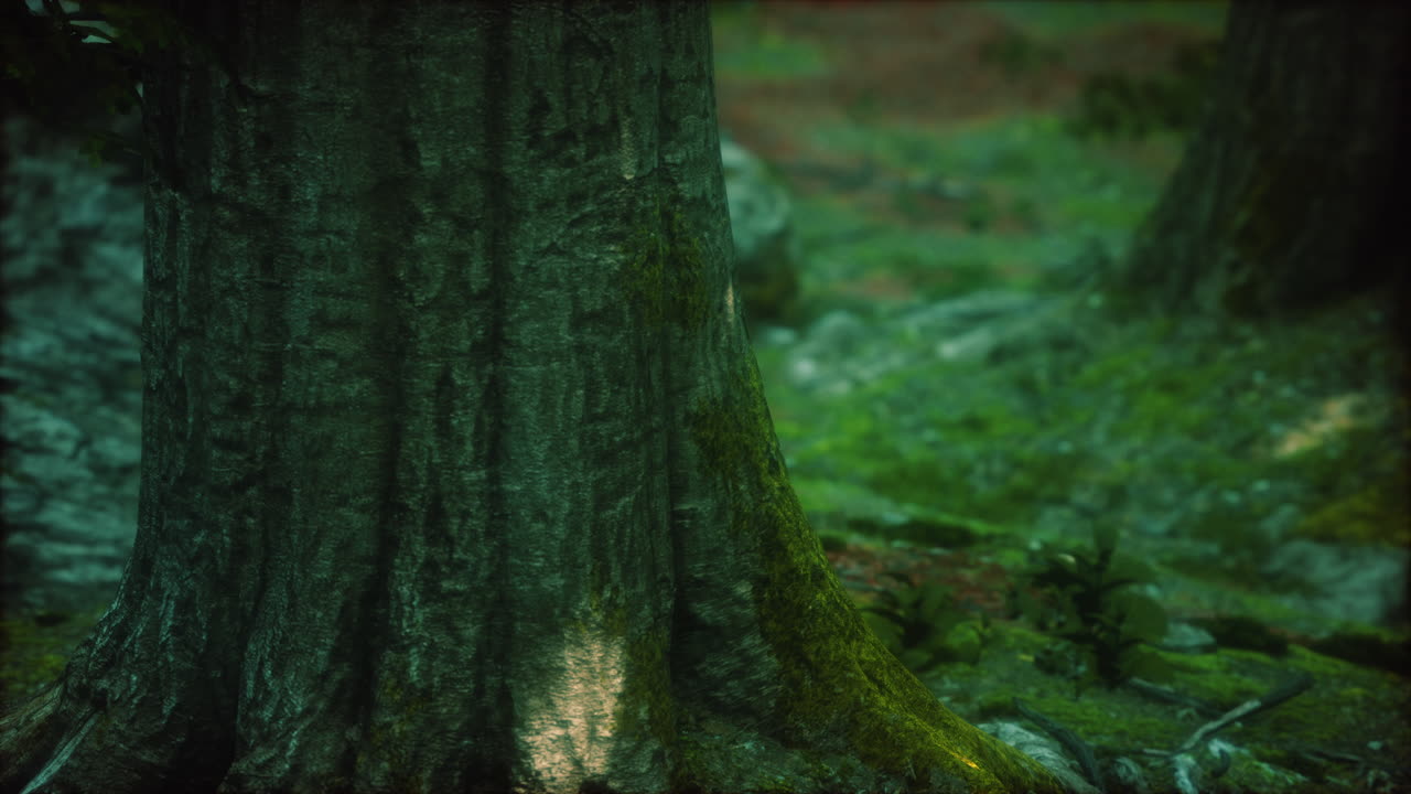 raíces de árboles y sol en un bosque verde con musgo