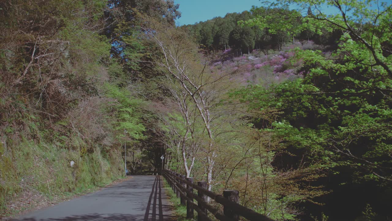 Lush Foliage And Empty Park Road - Static Shot