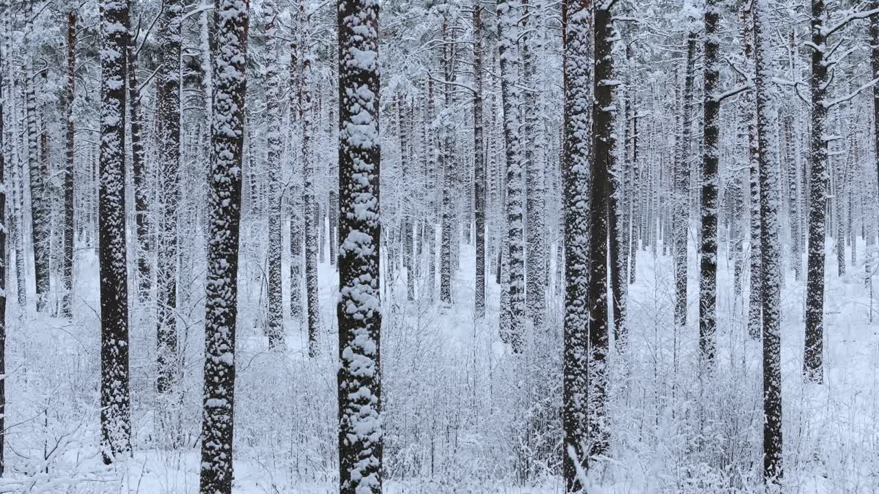 Drone moves left through snow-covered pine forest with dense white powder
