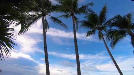 Tropische-Palmen,-Die-An-Einem-Sonnigen-Tag-In-Australien-Im-Wind-Wehen