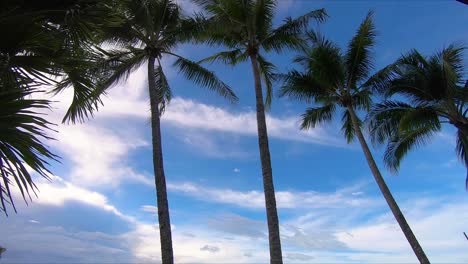 tropical palm trees blowing in the wind on a sunny day in australia