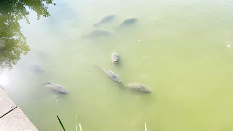 suffering of fish from lack of oxygen in the water 4k 2025 08 04 22 14 31 utc.mov | animal, anthropogenic, aquaculture, breeding