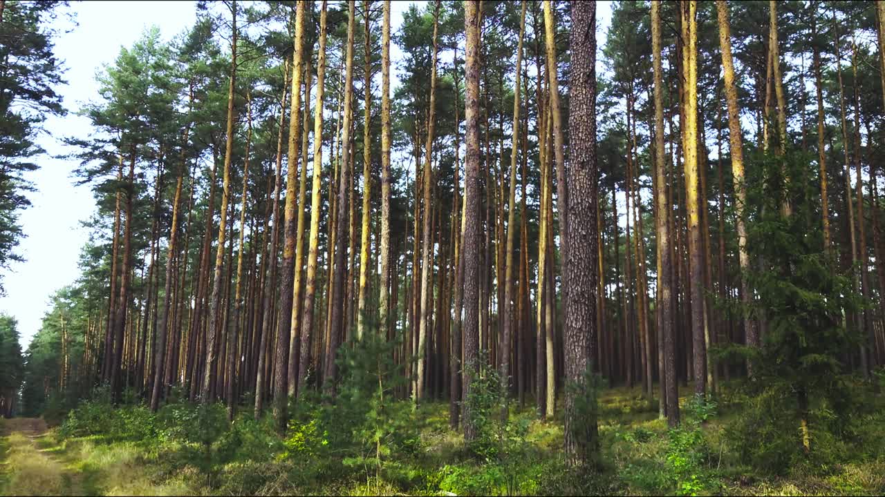 Foresta vicino a Milicz in Polonia.