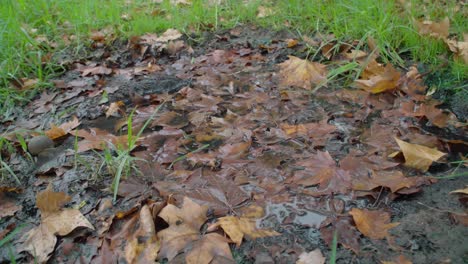 water reflecting on puddle filled with leaves in grass, closeup detail