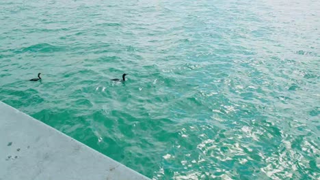 Birds-Swimming-at-the-sea