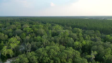 aerial view of a forest in florida, united states