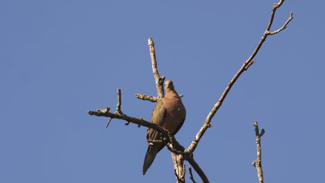 Beige-colored-mourning-dove-on-a-bare-and-leafless-treetop