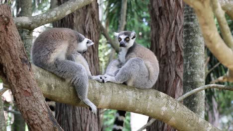 two lemurs grooming and bonding on a tree branch