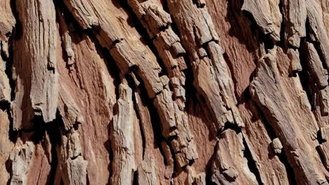 abstract close-up of textured tree bark