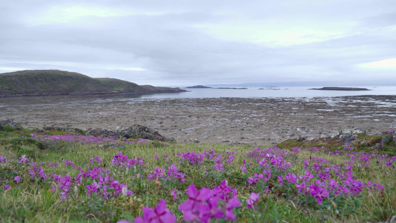 Sommer-timelapse fra jordhøjde, der fanger den indkommende tidevand, der fylder Tarr Inlet, med blomstrende lilla vilde blomster i forgrunden og muslingesamlere, der vender hjem over fladerne