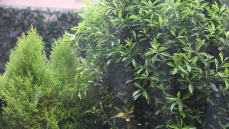 lluvia cayendo sobre las plantas del jardín, cámara lenta a media velocidad