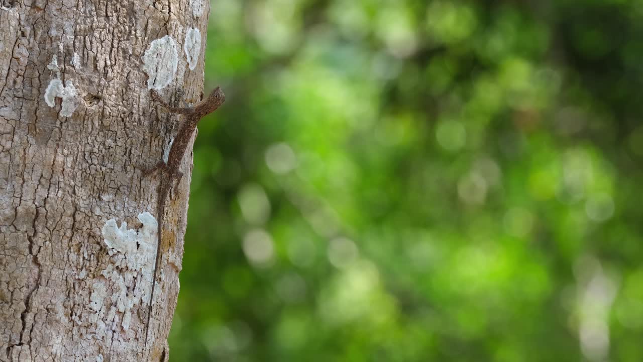 Looking up and keeping still, a lone flying lizard is nicely camouflaged as it is waiting for its meal of ants to pass by on the trunk of a tree inside Khao Yai National Park in Thailand
