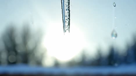melting icicles release water drops, glistening in sunlight against a backdrop of winter's cold beauty