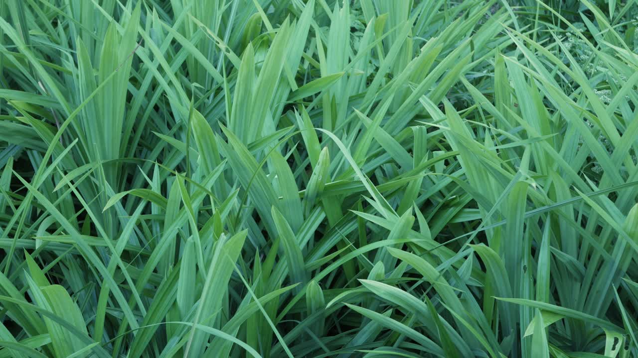 여름 낮에 열대 우림에서 녹색 잎 나무의 보기