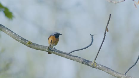 redstart común sentado en árboles, postes y atrapando moscas