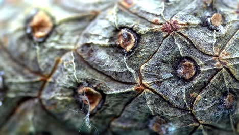 close-up of a pine cone