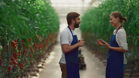 two farmer workers inspecting organic tomatoes growing in modern greenhouse.
