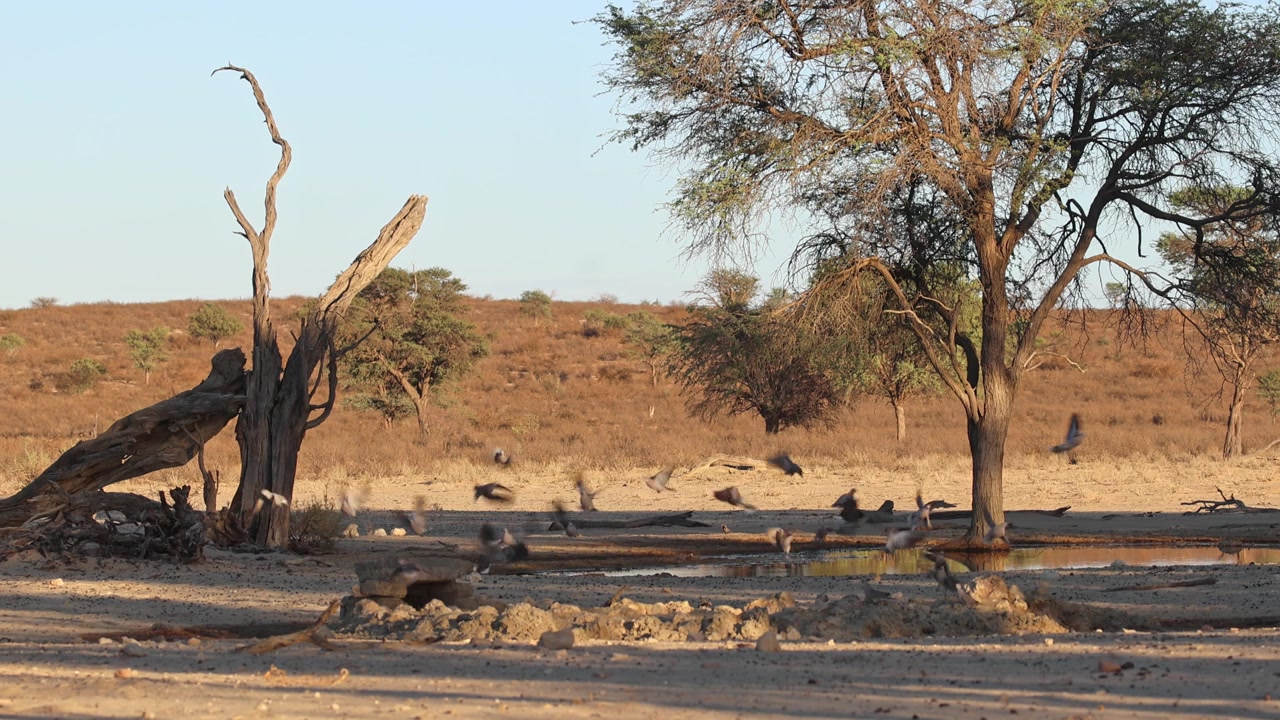 Keskikokoinen kuva vesikuopasta Kgalagadi Transfrontier -puistossa, jossa kyyhkysparvi lentää ja kävelee veden äärellä kultaisessa valossa, hiekkadyyni ja taivas taustalla.