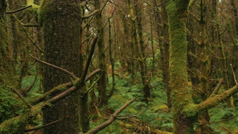 Moviéndose-Lentamente-A-Través-De-árboles-Cubiertos-De-Musgo-En-Un-Denso-Bosque-Irlandés