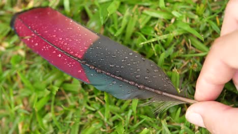 hermosa pluma de vuelo roja e iridiscente de pájaro turaco de cresta púrpura yace sobre césped verde con gotas de rocío temprano en la mañana, la mano de la mujer recoge la pluma lentamente hacia la cámara