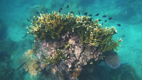 a beautiful slow motion under water scene at a coral reef at perhentian island in malaysia with fish swimming past the camera