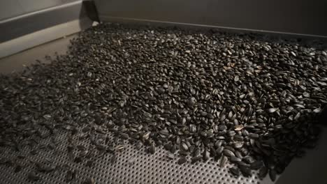 many seeds. sunflower seeds baking machine. moving fried sunflower seeds come out of the machine. food production