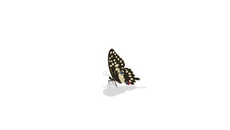 butterfly transitions from flight to detailed anatomical view with labeled parts, highlighting structure and movement in a minimalist style