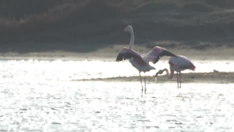 flamencos delta 34