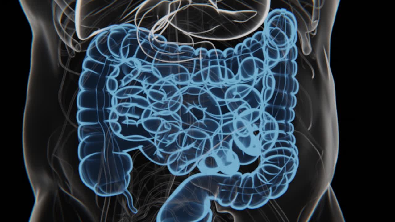 анимация пищеварительной системы человека в рентгеновском режиме | анимация толстого кишечника | синдром раздражительного кишечник