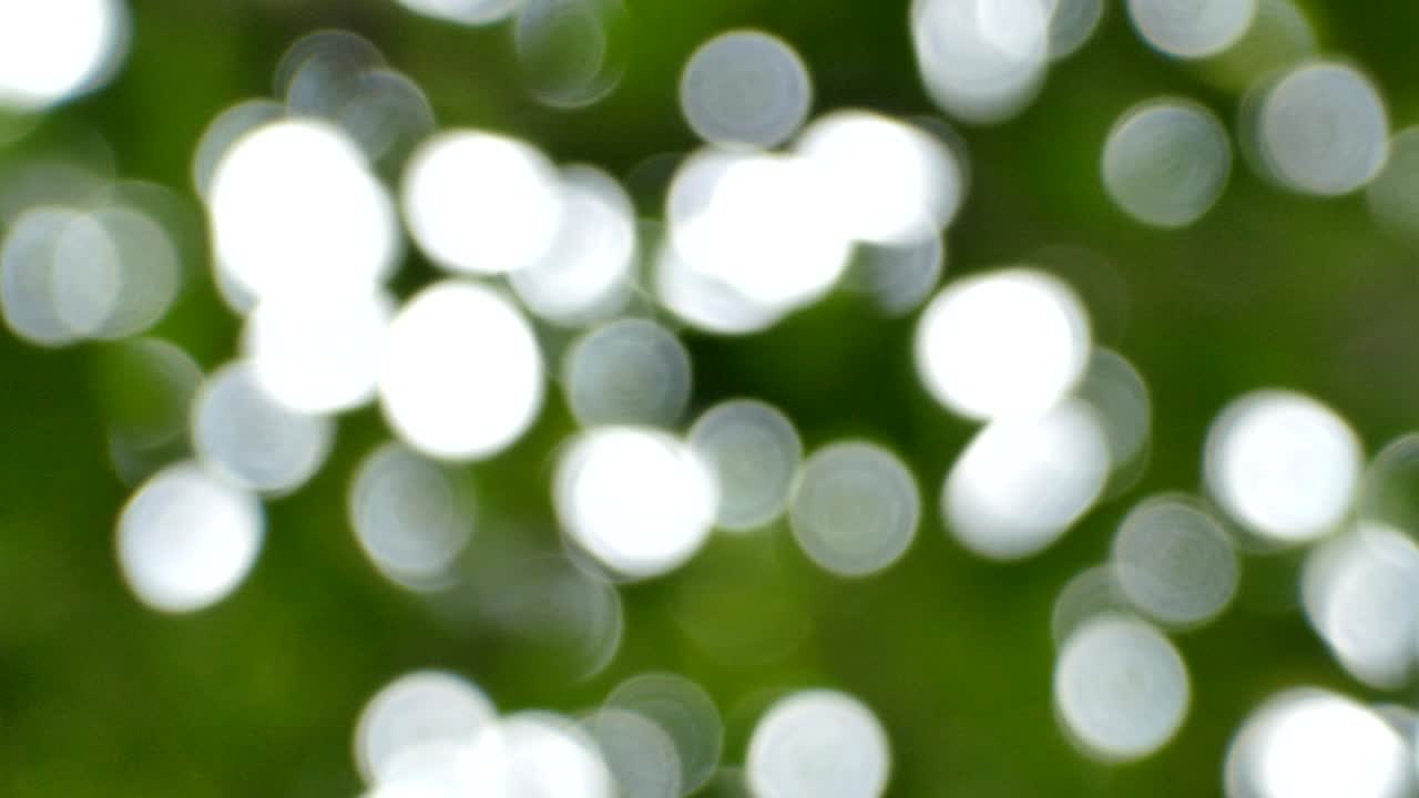 la luz del sol se ve a través de las hojas y las ramas.