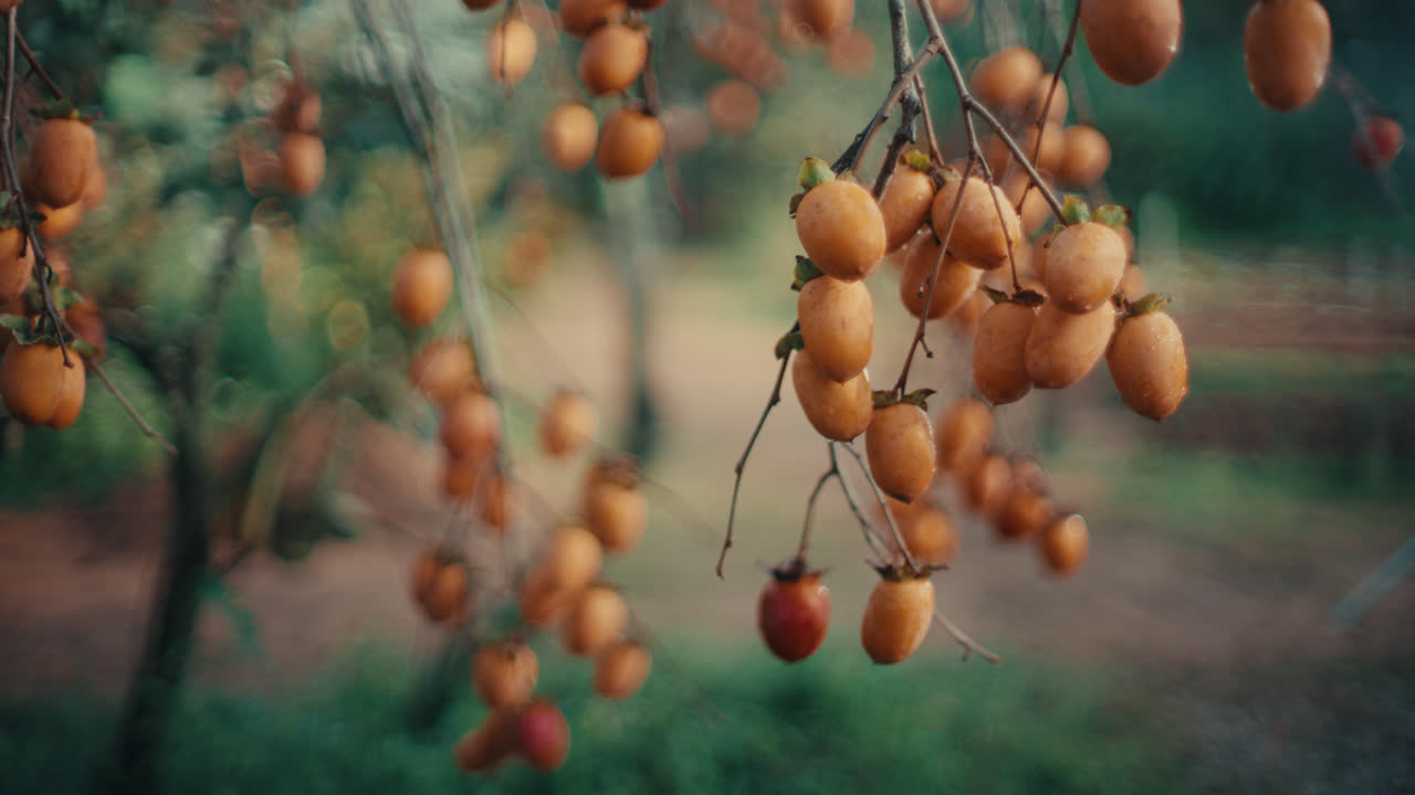 Buah kesemek matang tumbuh dan bergelantungan dari ranting tipis di kebun musim gugur dengan latar belakang bokeh lembut.