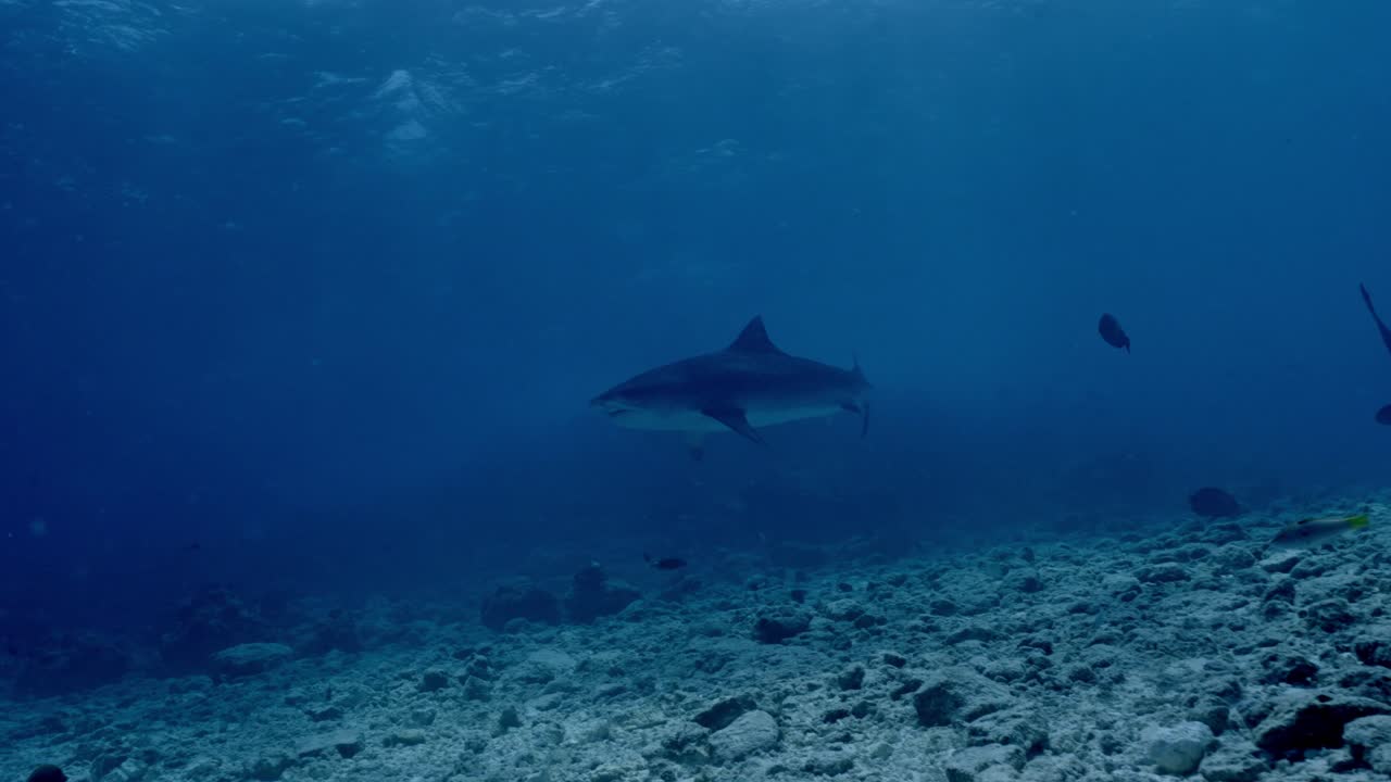 Adrenaline-pumping underwater footage showcasing a stunning tiger shark as it glides freely through the deep blue waters off Fuvahmulah Island in the Maldives.