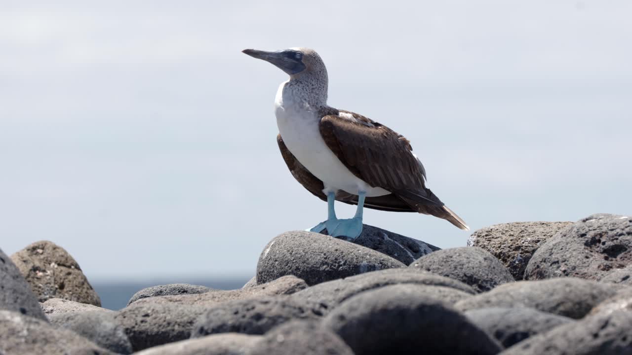 A blue-footed boobies in the Gal&aacute;pagos Islands with bright blue feet sways in the wind with the blue sky in the background on Santa Cruz Island