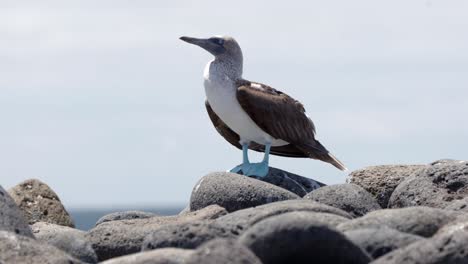 a blue-footed boobies in the galápagos islands with bright blue feet sways in the wind with the blue sky in the background on santa cruz island